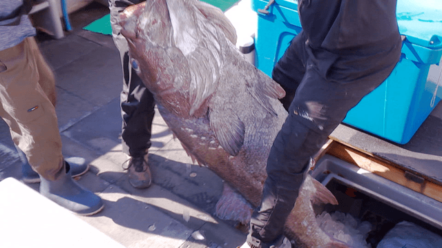 Large fish taken out from a ship freezer