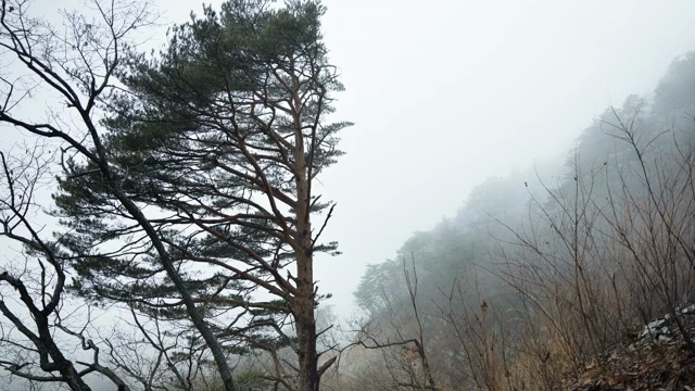 Foggy forest with tall pine trees