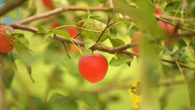Red apples hanging on tree branch