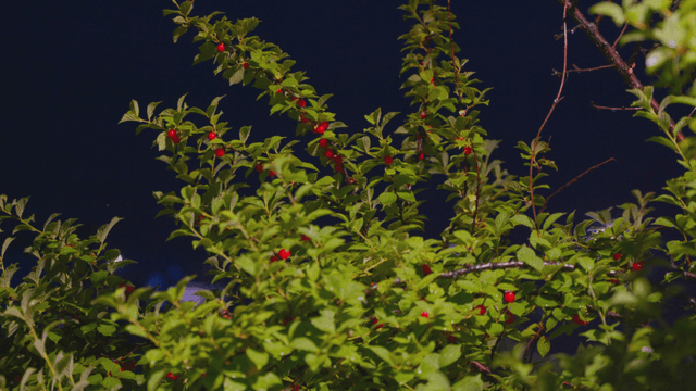Tree branch with red berries at night