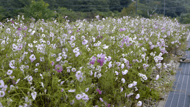 Field of blooming purple flowers