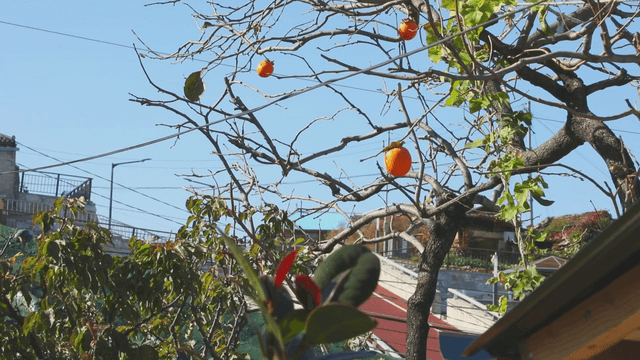 Persimmons hanging on bare branches