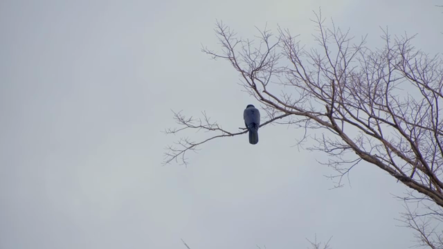 Crow perched on a bare tree branch