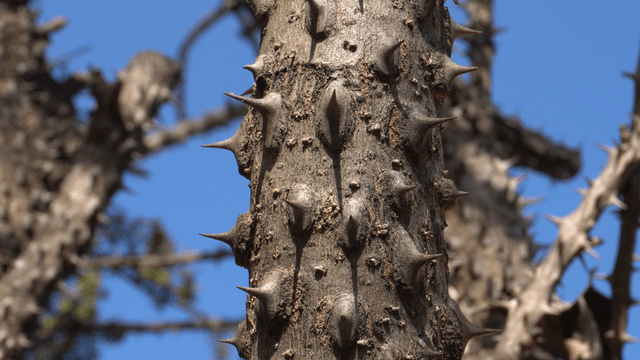 Tree branch covered with sharp thorns