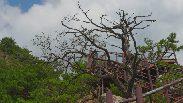 Sparse trees with branches on the mountain