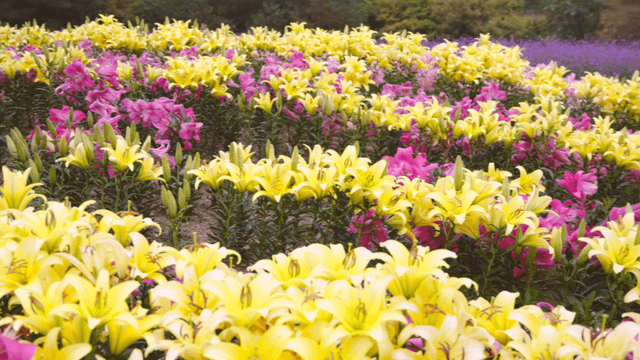 Vibrant field of yellow and pink lilies