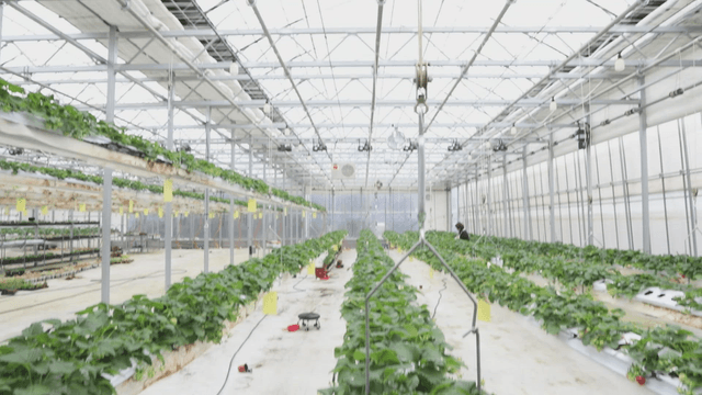 Smart farm greenhouse with lush plants