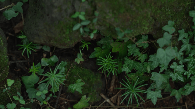 Moss and green plants growing on rock