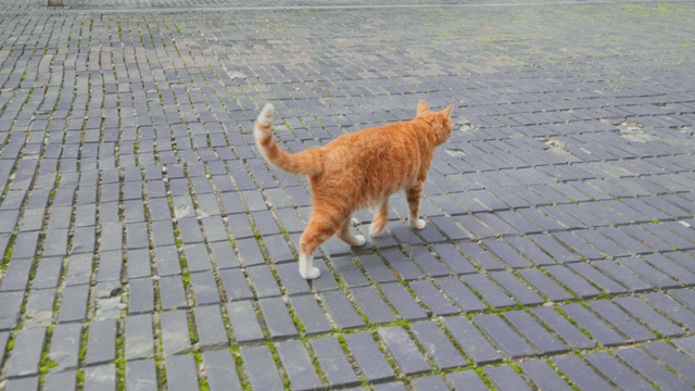 Orange tabby cat strolling along street