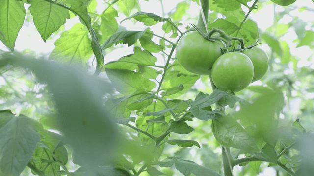 Green tomatoes growing on a vine