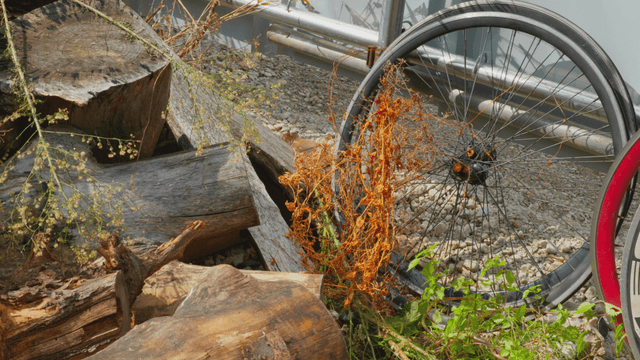 Old bicycle wheel among logs and plants