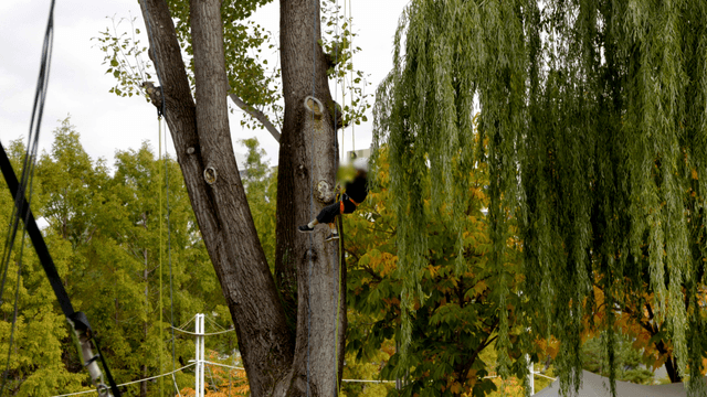 Boy doing tree climbing on a tall trunk