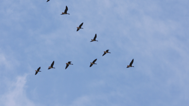 진형을 갖춰 맑은 하늘을 나는 새 떼