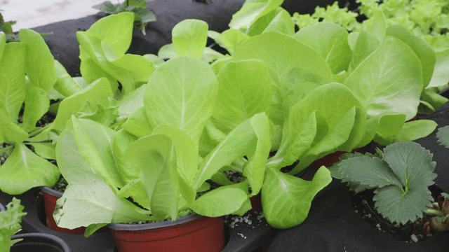 Fresh green lettuce growing in pots
