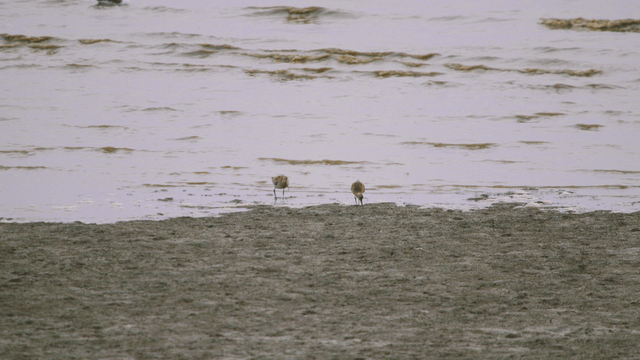 Sandpipers foraging on the muddy tidal shore