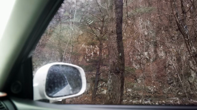 View of a forest through a car window