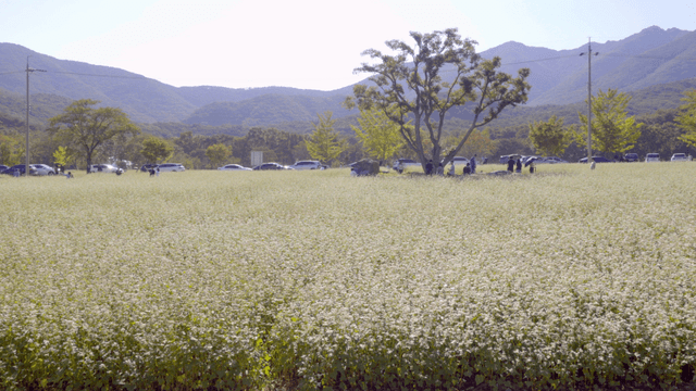 꽃이 만발한 넓은 들판과 산
