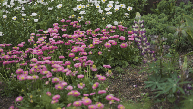 A vibrant garden with colorful flowers