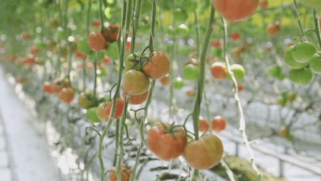 Tomatoes growing in a greenhouse
