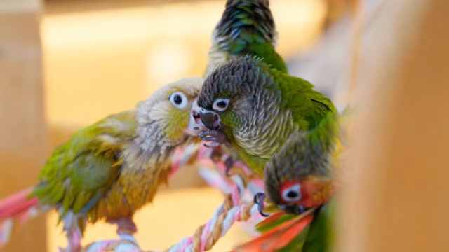 Colorful parrots perched on a rope