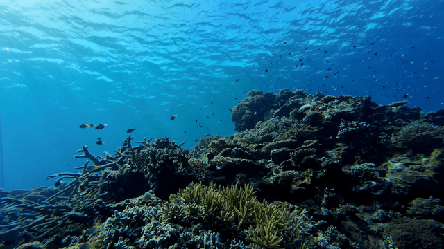 물고기가 가득한 활기찬 산호초