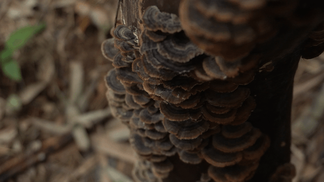 Dark mushrooms clustered in tree trunk crevice