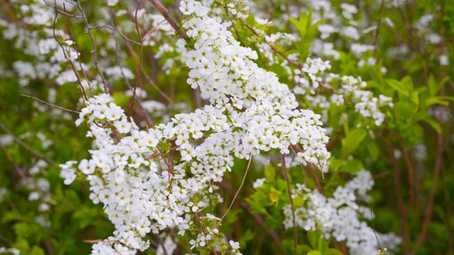 White flowers blooming on green branches