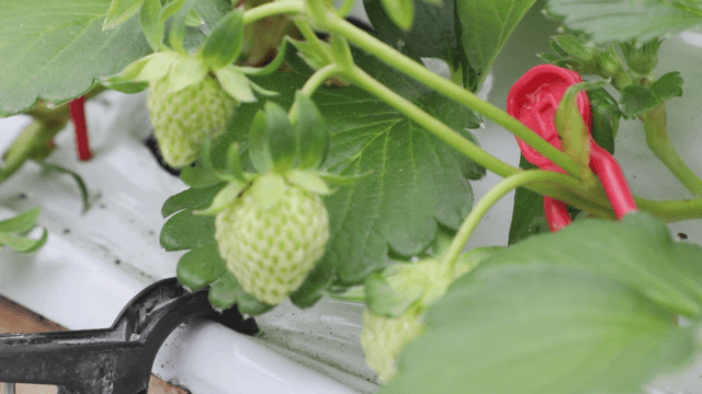 Unripe strawberries growing on a plant