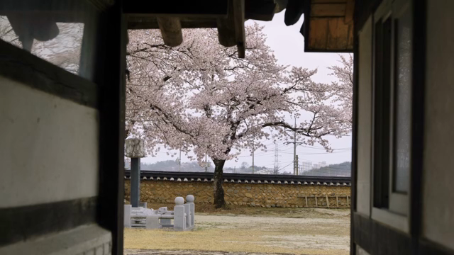 Cherry blossom tree in the yard of a traditional Korean house