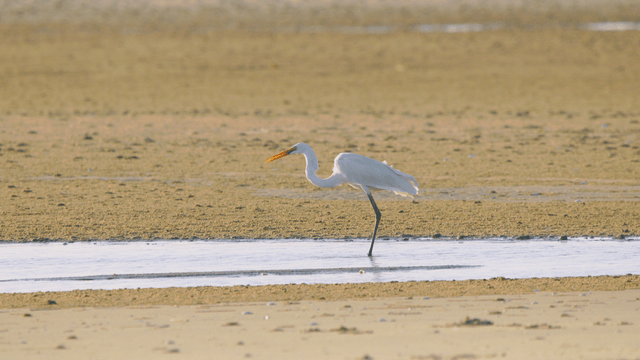 Egret running on sandy beach searching for food