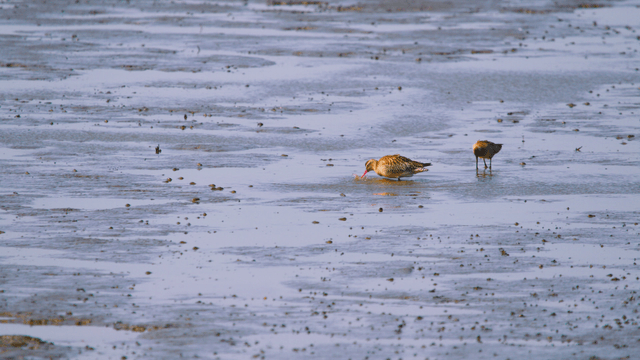 Sandpipers feeding on the muddy shore