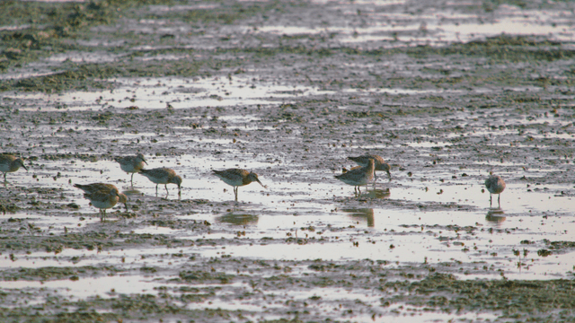 Sandpipers gathered in the muddy wetland to find food