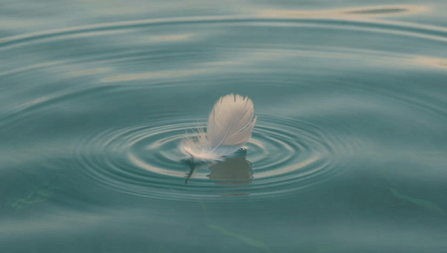 Feather floating on calm water