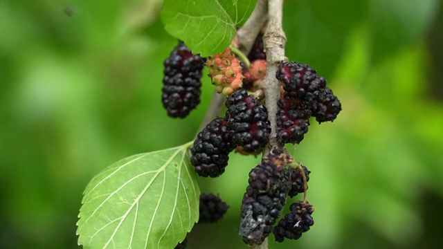 Mulberries ripening on a branch