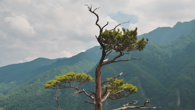 Lone tree on mountain with clouds