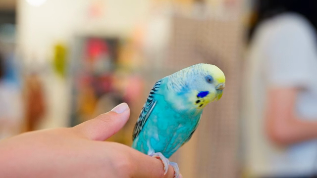 A colorful parakeet perched on a finger