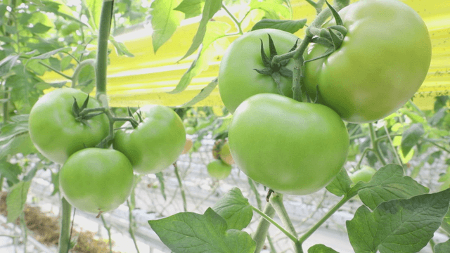 Green tomatoes growing in a greenhouse