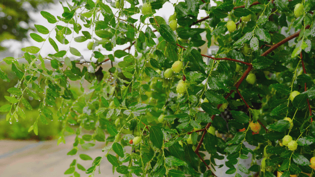 Raindrops falling on green leaves and fruits