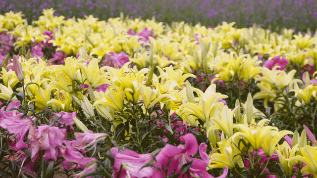 Vibrant field of yellow and purple lilies