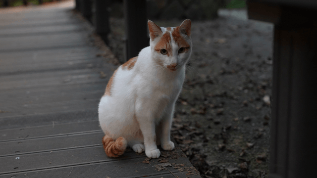 Spotted cat sitting on a wooden park deck