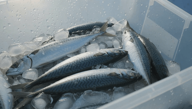 플라스틱 용기에 얼음과 함께 담긴 신선한 고등어