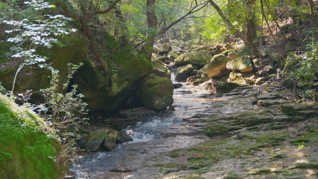Stream flowing between forests