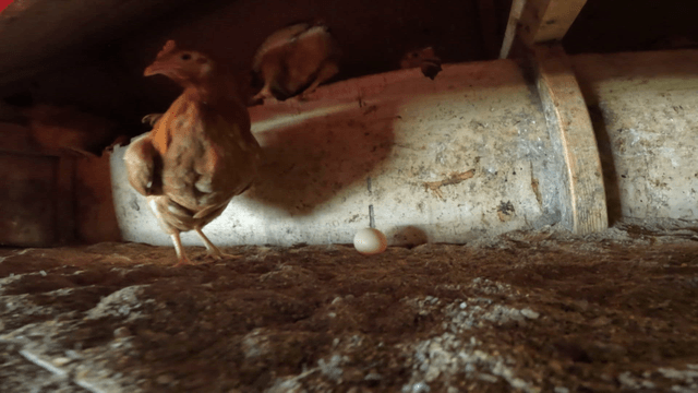 닭장 안에 있는 닭들과 바닥에 놓인 달걀