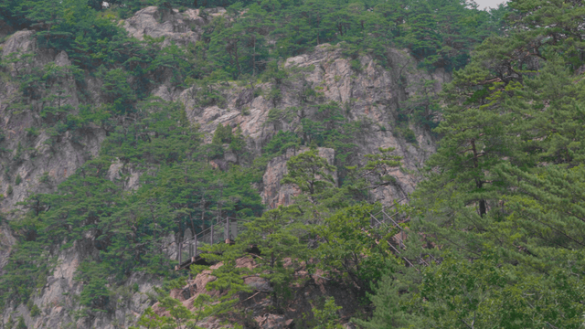 Rocky mountain covered with green pine trees