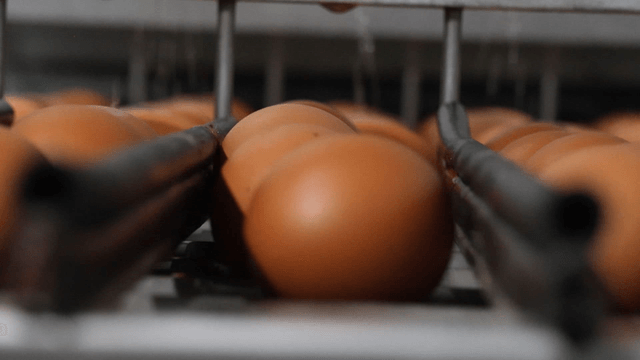 Eggs being washed on conveyor belt