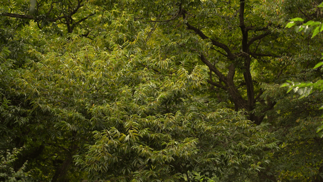 Lush green forest with dense foliage