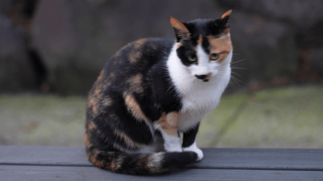 Calico cat sitting on a wooden bench