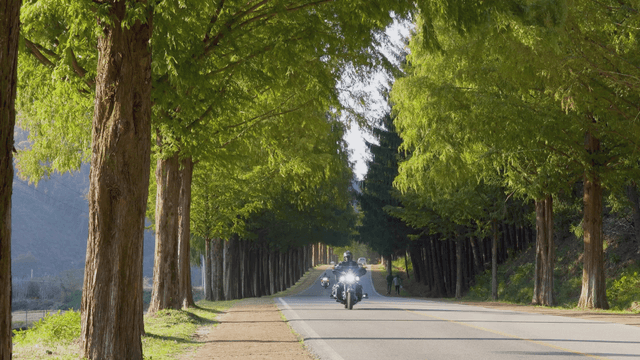Scenic road lined with tall trees