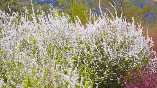 A field of white flowers in full bloom