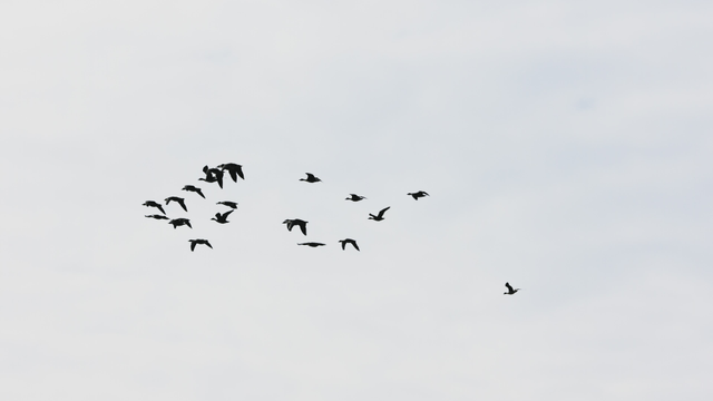 흰 구름이 덮힌 하늘을 나는 새 떼